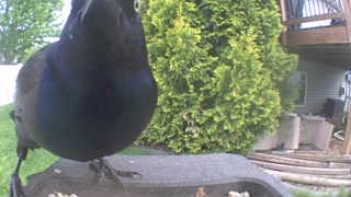 common grackle