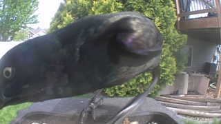 common grackle