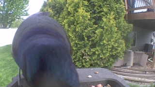 common grackle