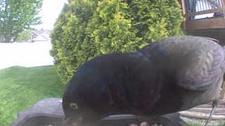 common grackle