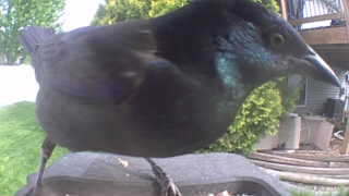 common grackle