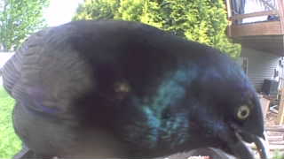 common grackle