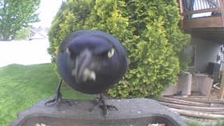 common grackle