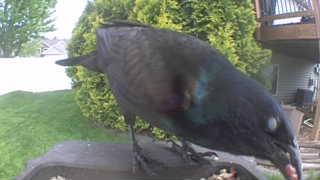 common grackle