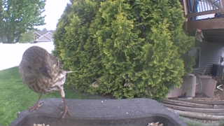 american robin