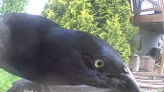 common grackle