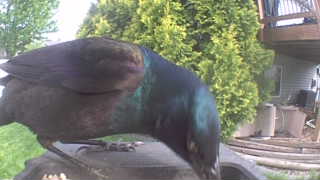 common grackle