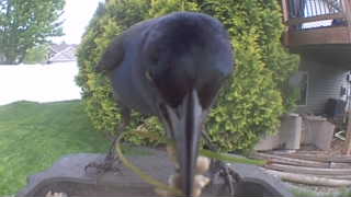 american crow