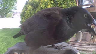 common grackle