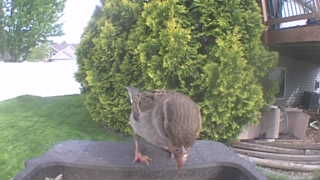 house sparrow
