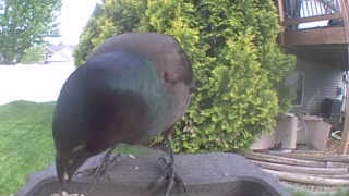 rock pigeon
