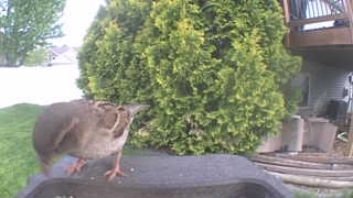 house sparrow