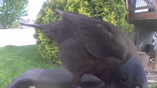 common grackle
