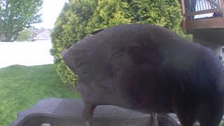 Unidentified clip