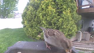 house sparrow