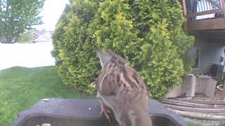 house sparrow