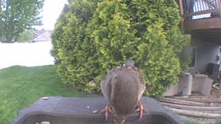 mourning dove