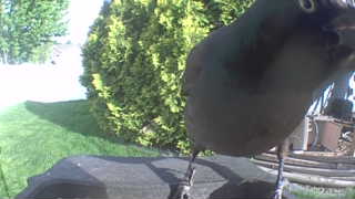 rock pigeon