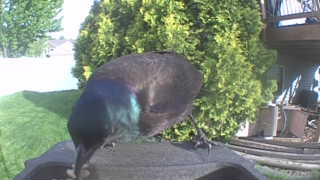 common grackle