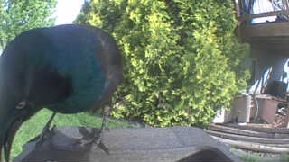 common grackle