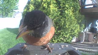 american robin