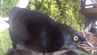 common grackle