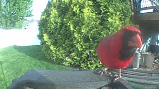 northern cardinal