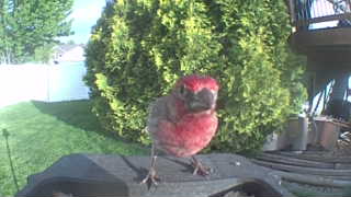 purple finch