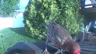 house finch