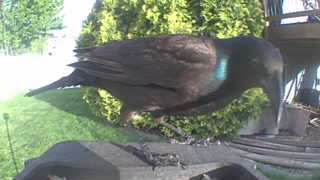 mallard