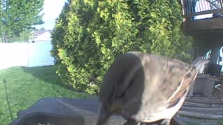 house sparrow