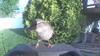 house sparrow