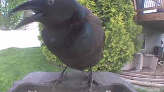 common grackle
