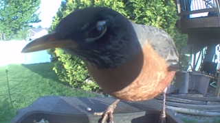 american robin