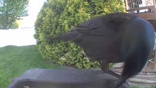 american crow