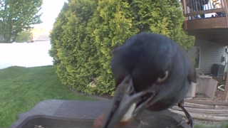 common grackle