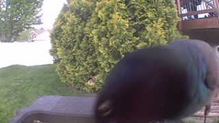 common grackle