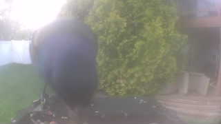 american crow