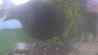 american crow
