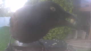 rock pigeon