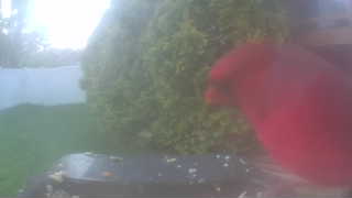northern cardinal