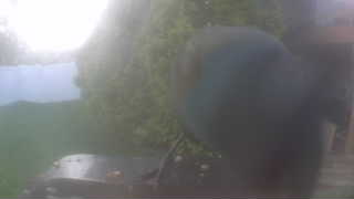 american crow