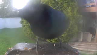 american crow
