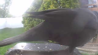american crow