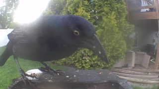 common grackle