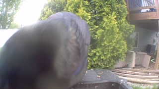 european starling