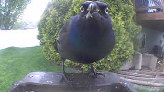 common grackle