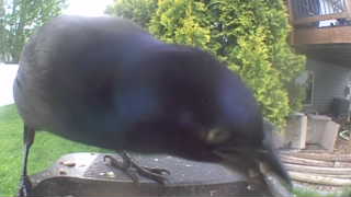 common grackle