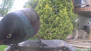 common grackle