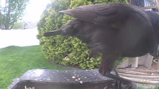 american crow